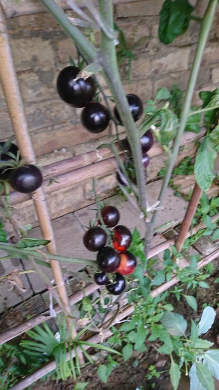 Garden Hostel Minxiong Ngoại thất bức ảnh
